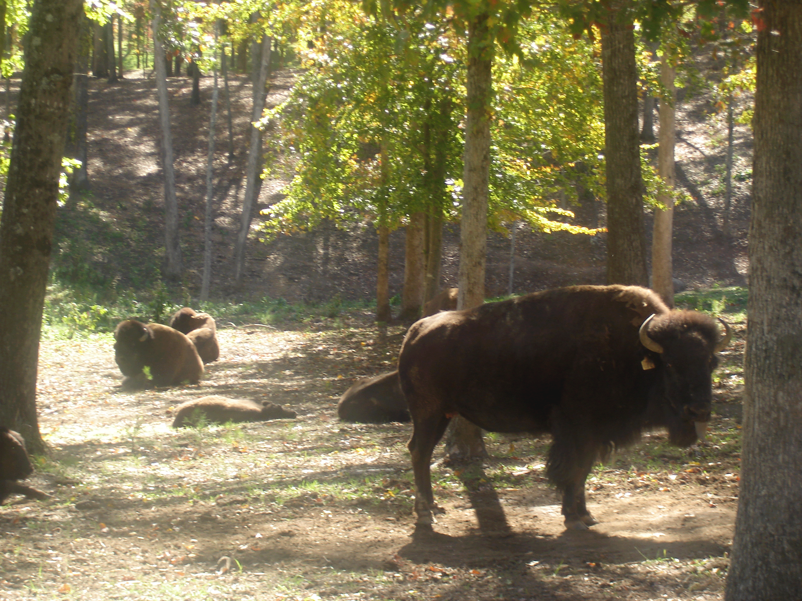 buffalo-photo.gif